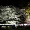 飛騨高山　夜桜18