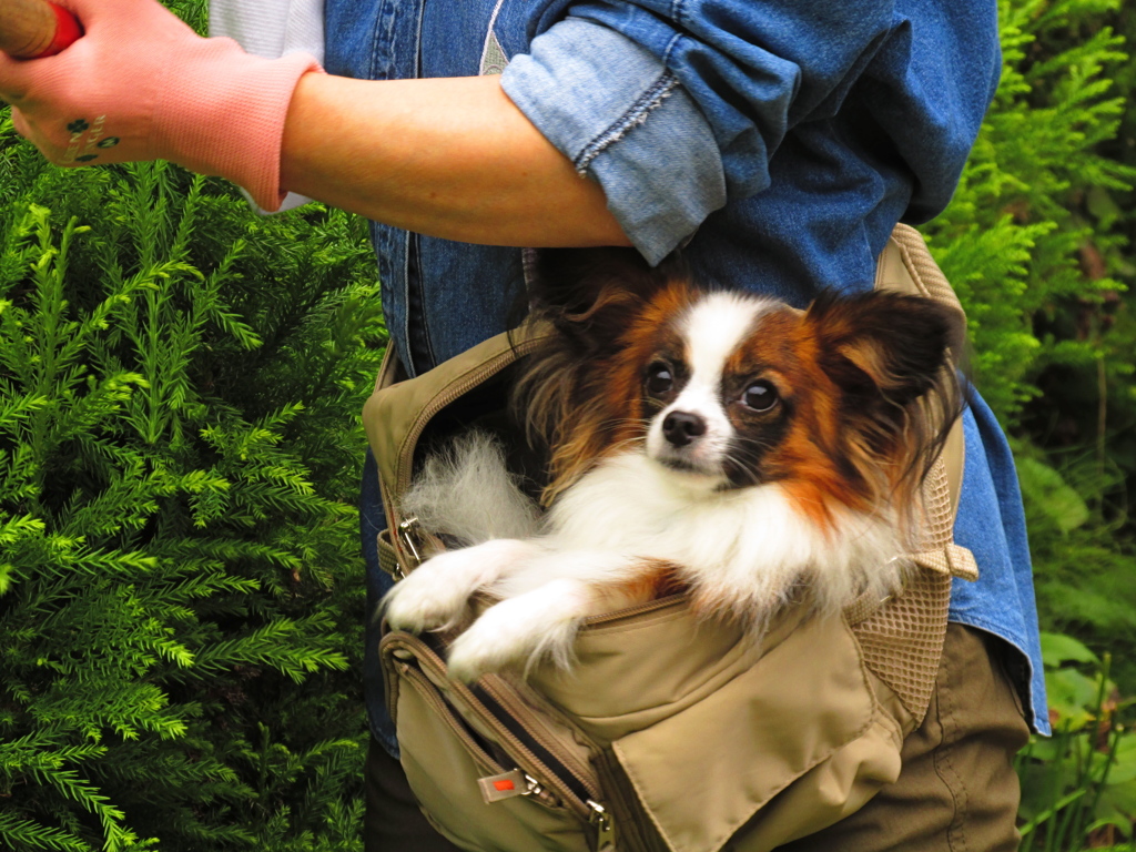 我が家のお犬さま。