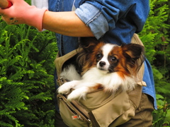 我が家のお犬さま。