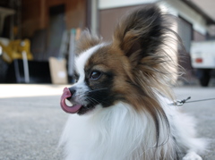 我が家のお犬さま。