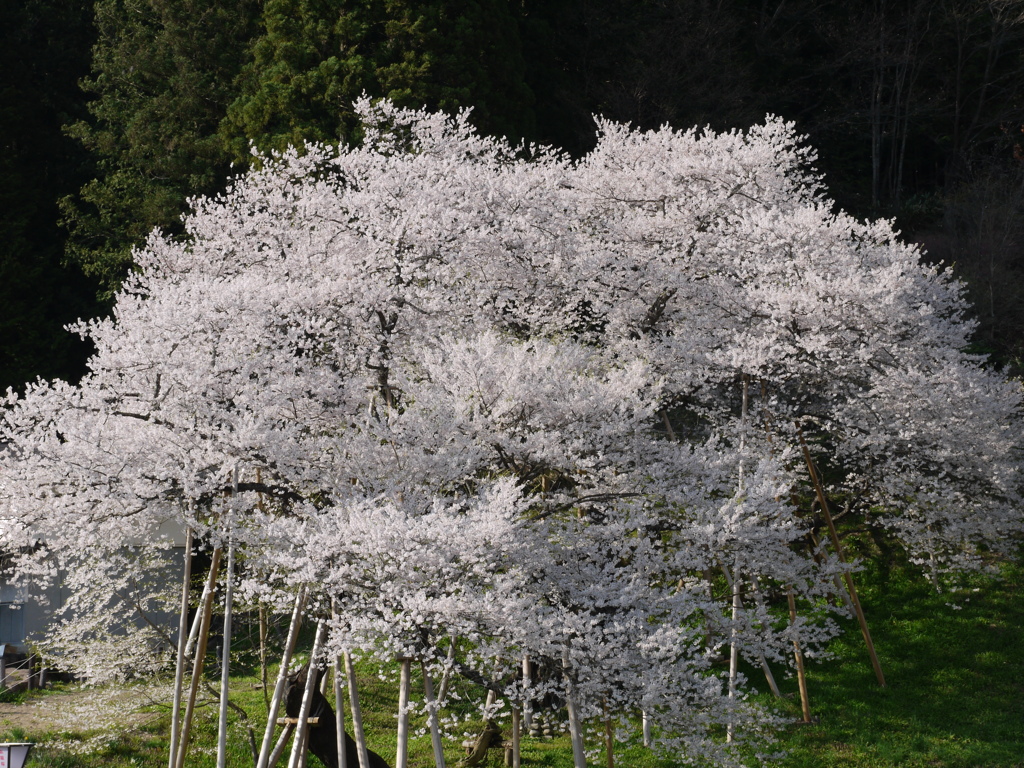 臥龍桜３