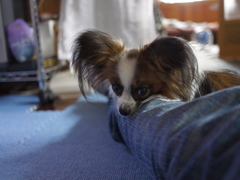 我が家のお犬さま。2