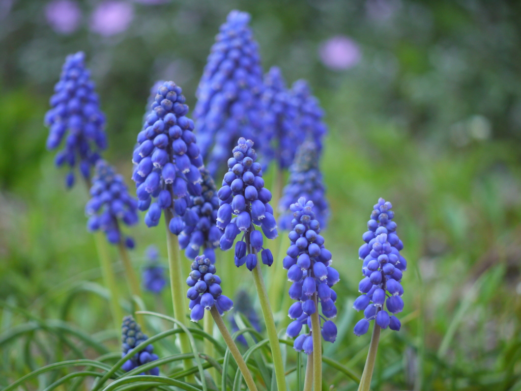 庭の花　2