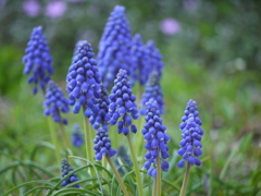 庭の花　2