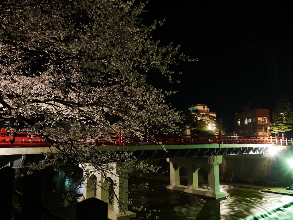 飛騨高山　夜桜06