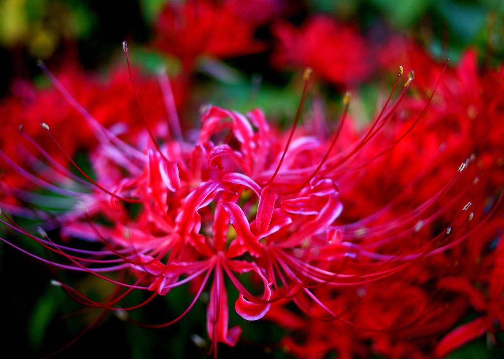 曼珠沙華10