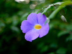 富山県中央植物園より2