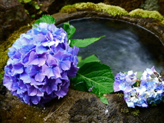 紫陽花