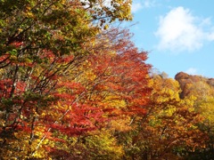 新穂高　鍋平高原 - 6