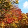 新穂高　鍋平高原 - 6