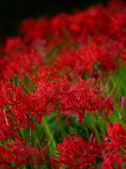曼珠沙華4