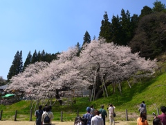 飛騨一ノ宮　臥龍桜7