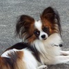 我が家のお犬さま１