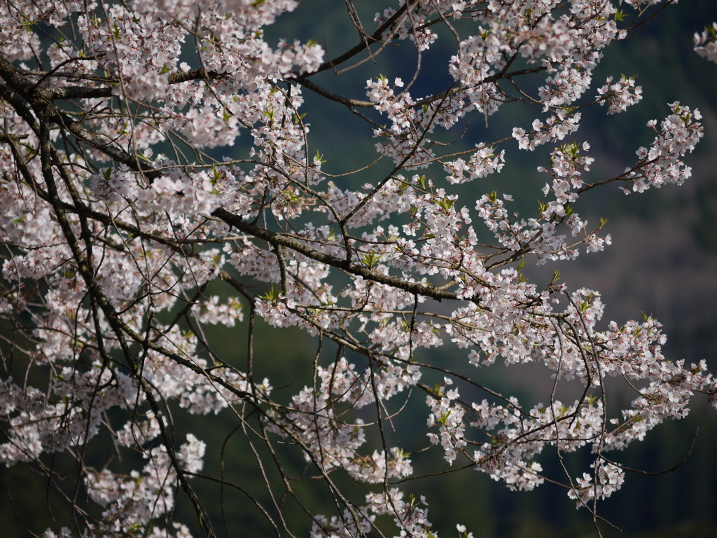 臥龍桜2