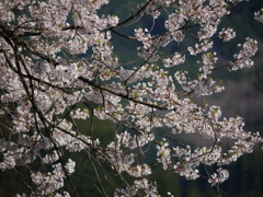 臥龍桜2