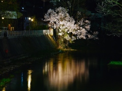 飛騨高山　夜桜13
