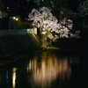 飛騨高山　夜桜13