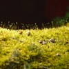 散歩の合間に - 10