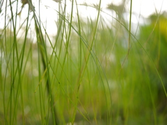 富山県中央植物園より1