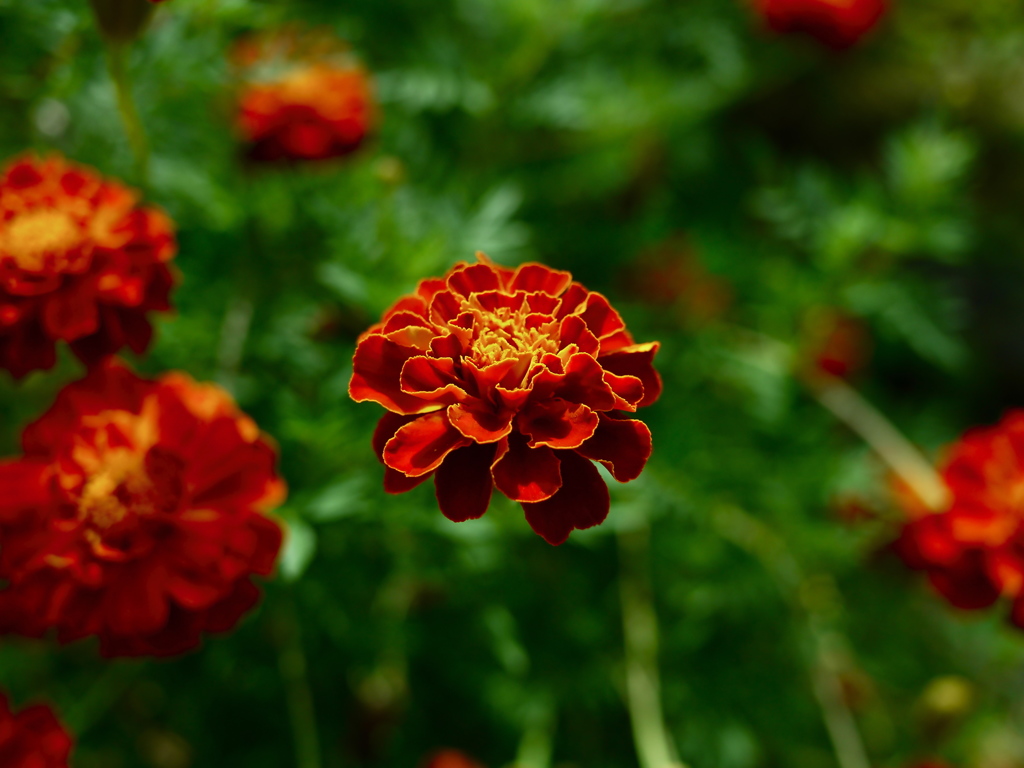 庭の花2