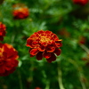 庭の花2