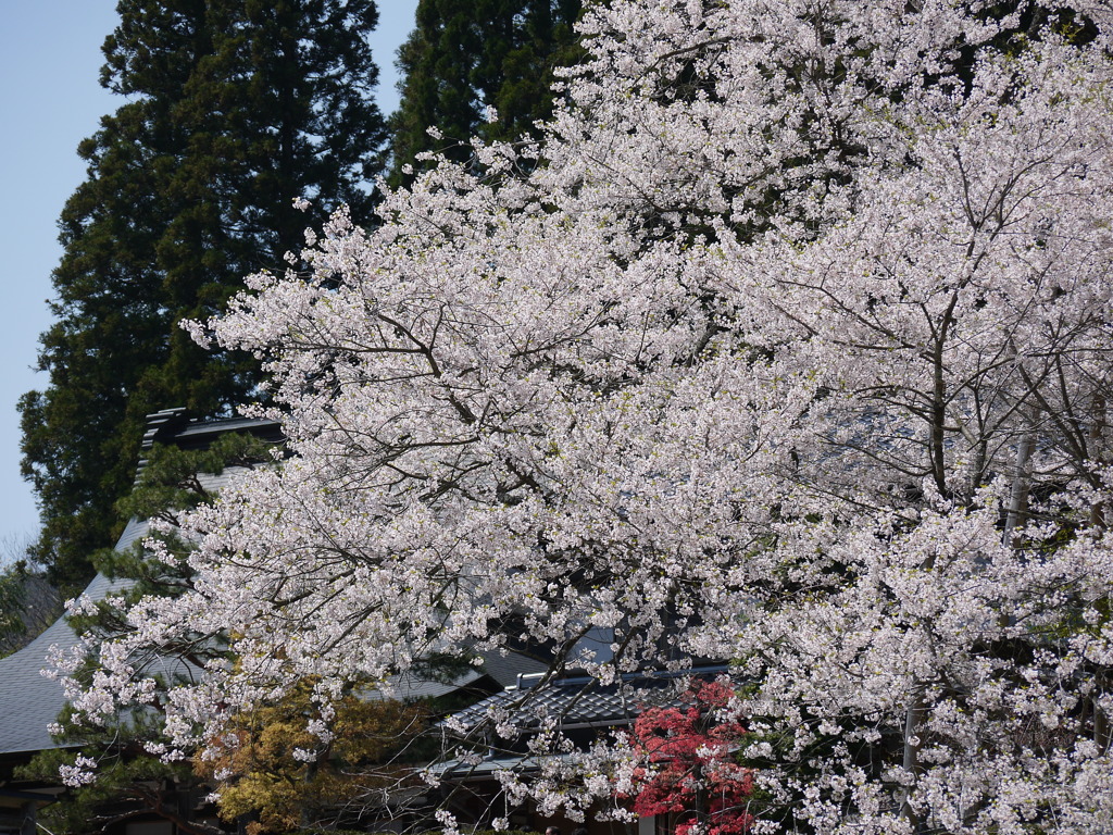 飛騨一ノ宮　臥龍桜1