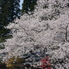 飛騨一ノ宮　臥龍桜1