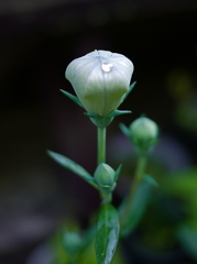 P1150405