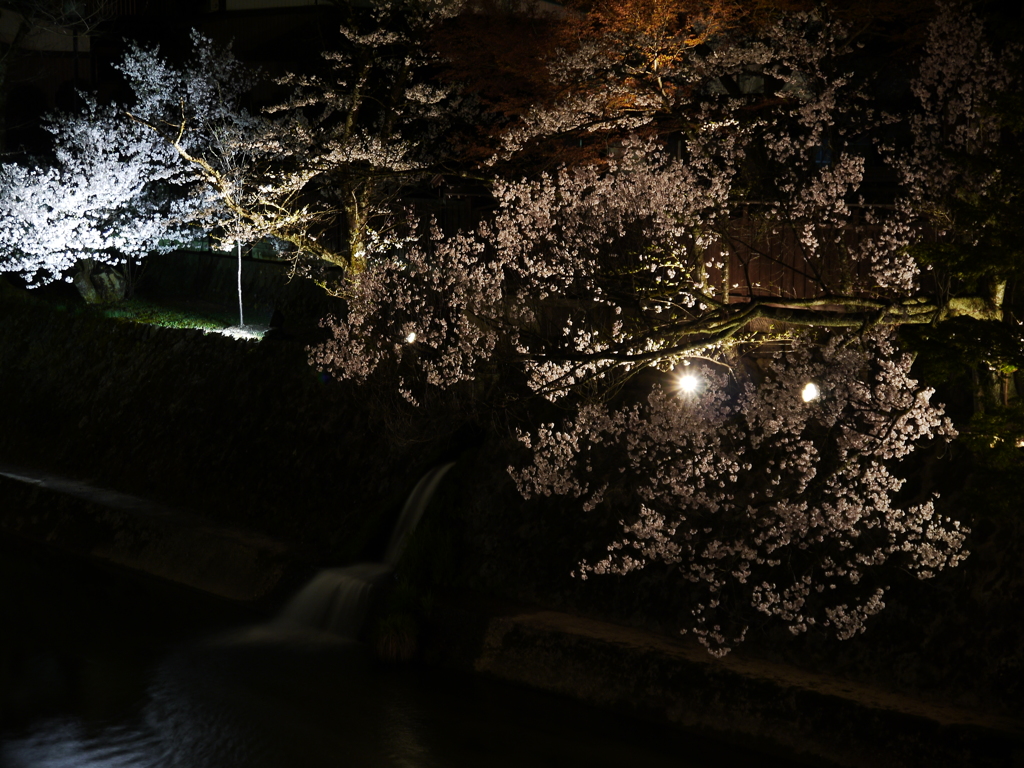飛騨高山　夜桜10