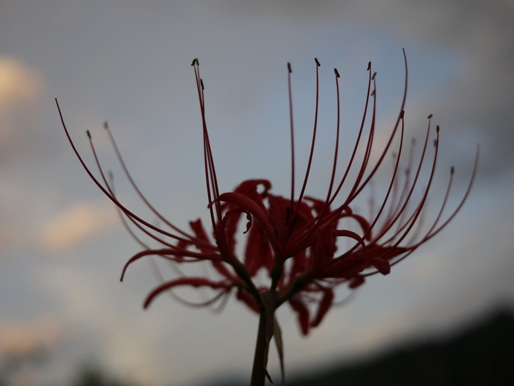 曼珠沙華