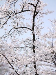 桜 - 6