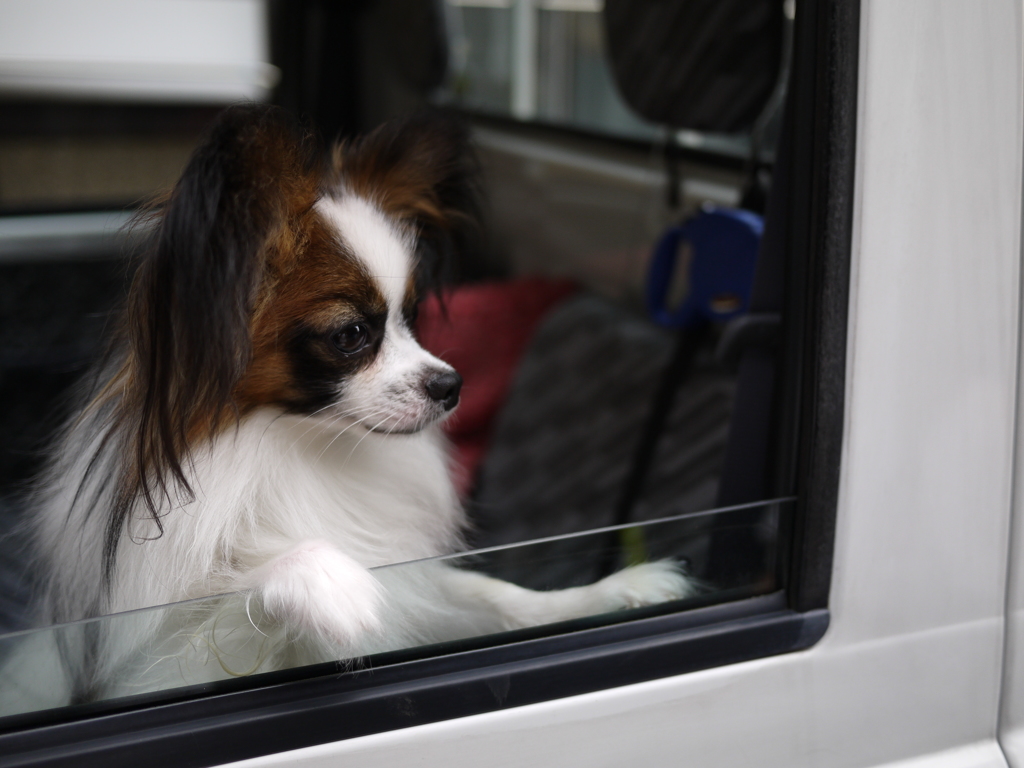 我が家のお犬さま。2