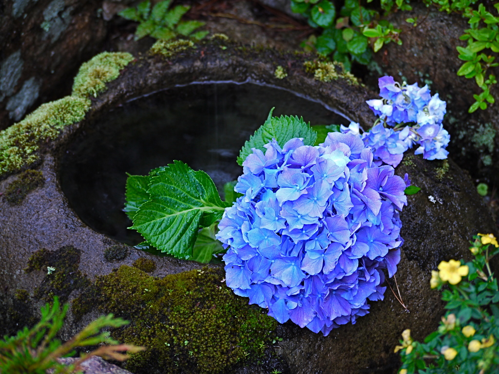 紫陽花