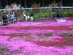 國田家の芝桜 - 1