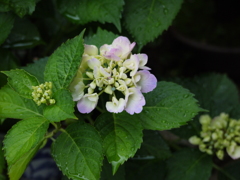 紫陽花
