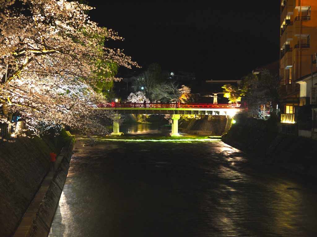 飛騨高山　夜桜03