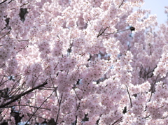 さくら咲く4