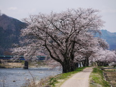 さくら咲く3