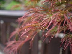 P1050291
