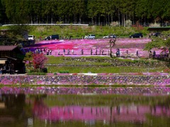 國田家の芝桜 - 25