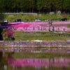 國田家の芝桜 - 25