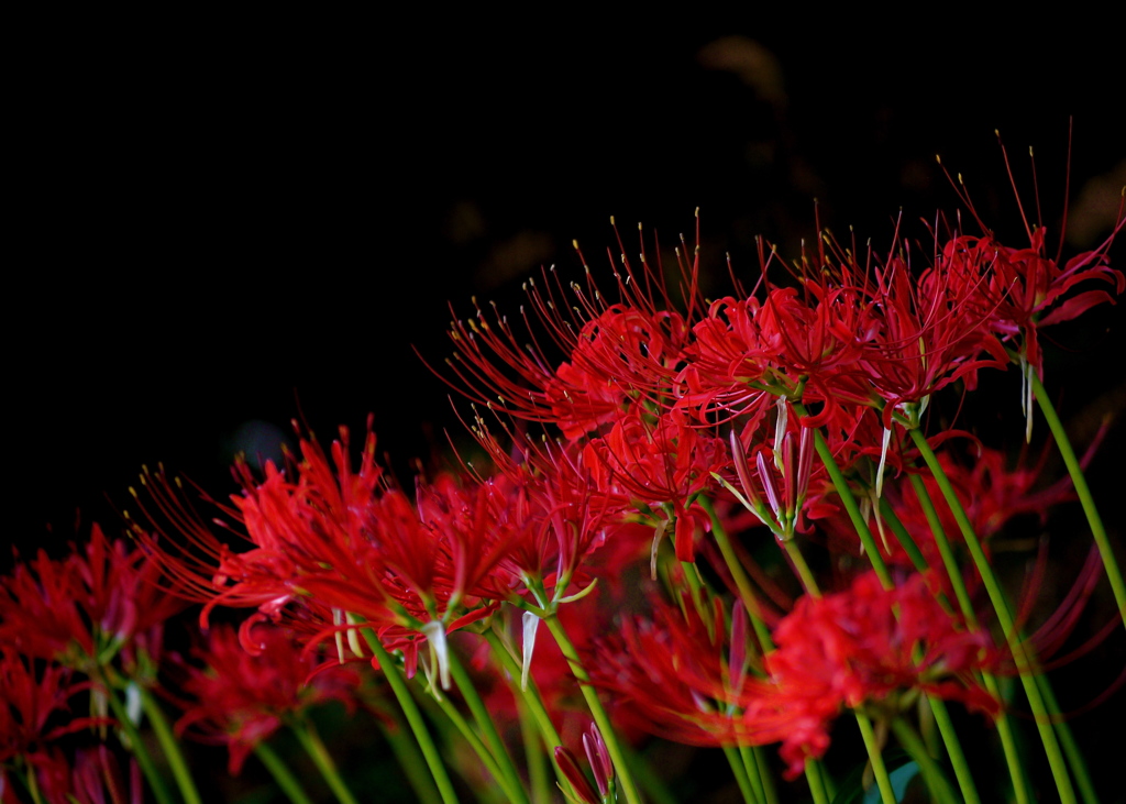 曼珠沙華7