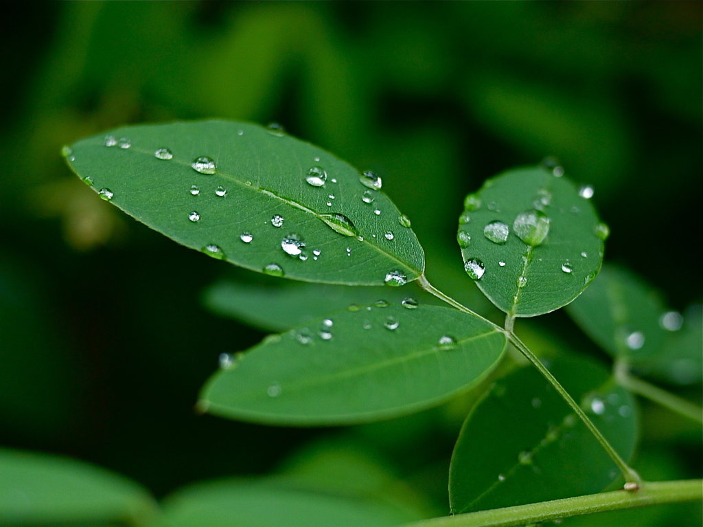 雨上がり