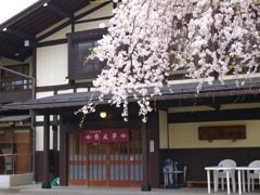 桜 - 5