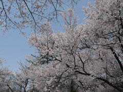 さくら咲く1