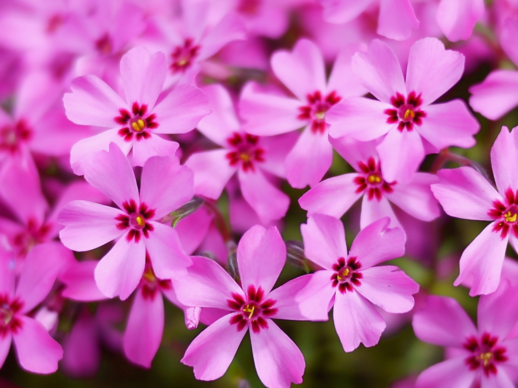 芝桜