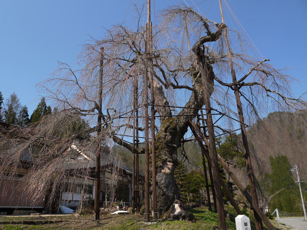 西光寺　枝垂れザクラ1