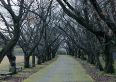 富山県中央植物園より17