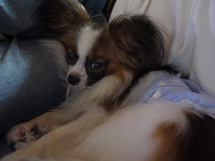 我が家のお犬さま。3