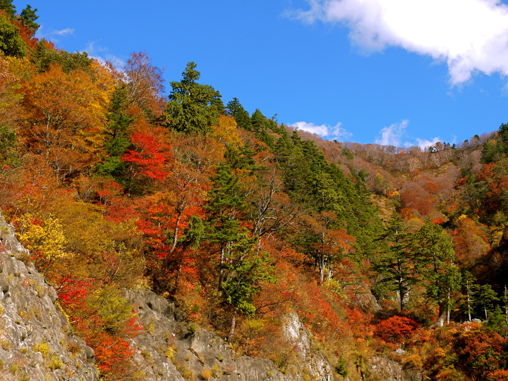 白山スーパー林道6